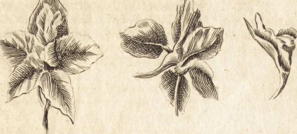 An illustration from A new and complete dictionary of arts and sciences : comprehending all the branches of useful knowledge, with accurate descriptions as well of the various machines, instruments, tools, figures, and schemes necessary for illustrating them, as of the classes, kinds, preparations, and uses of natural productions, whether animals, vegetables, minerals, fossils, or fluids : together with the kingdoms, provinces, cities, towns, and other remarkable places throughout the world : illustrated with above three hundred copper-plates, engraved by Mr. Jefferys, geographer to His Majesty : the whole extracted from the best authors in all languages, 1763, leaf 49