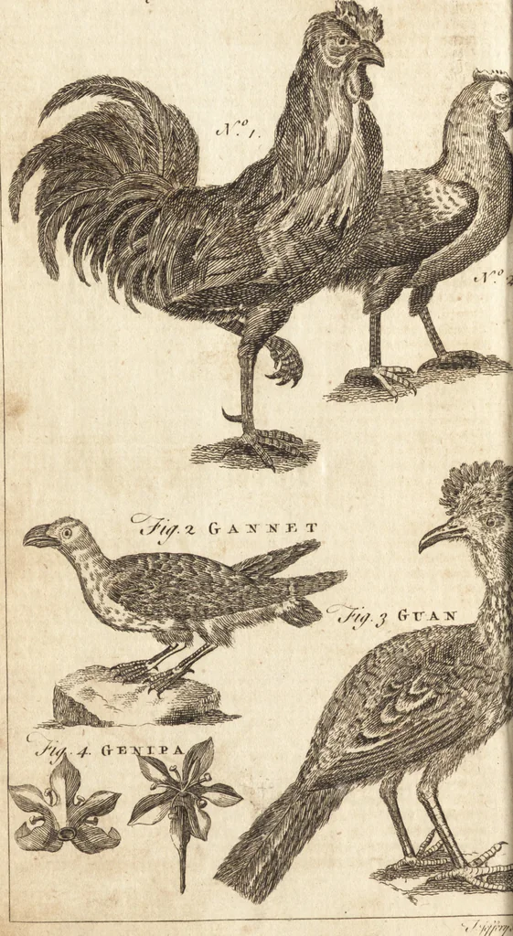 An illustration from A new and complete dictionary of arts and sciences : comprehending all the branches of useful knowledge, with accurate descriptions as well of the various machines, instruments, tools, figures, and schemes necessary for illustrating them, as of the classes, kinds, preparations, and uses of natural productions, whether animals, vegetables, minerals, fossils, or fluids : together with the kingdoms, provinces, cities, towns, and other remarkable places throughout the world : illustrated with above three hundred copper-plates, engraved by Mr. Jefferys, geographer to His Majesty : the whole extracted from the best authors in all languages, 1763, leaf 631
