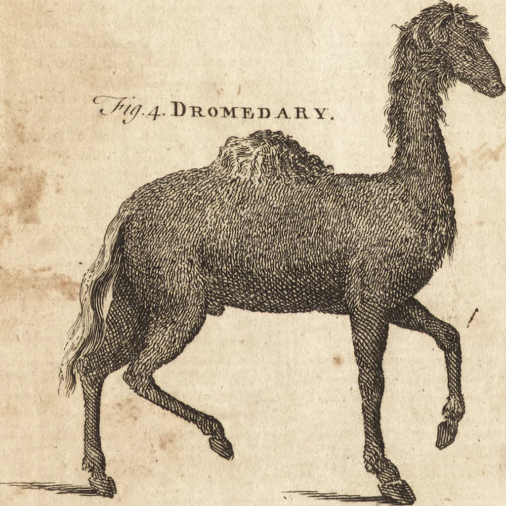 An illustration from A new and complete dictionary of arts and sciences : comprehending all the branches of useful knowledge, with accurate descriptions as well of the various machines, instruments, tools, figures, and schemes necessary for illustrating them, as of the classes, kinds, preparations, and uses of natural productions, whether animals, vegetables, minerals, fossils, or fluids : together with the kingdoms, provinces, cities, towns, and other remarkable places throughout the world : illustrated with above three hundred copper-plates, engraved by Mr. Jefferys, geographer to His Majesty : the whole extracted from the best authors in all languages, 1763, leaf 73