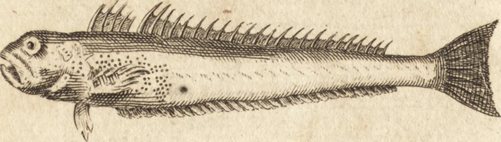 An illustration from A new and complete dictionary of arts and sciences : comprehending all the branches of useful knowledge, with accurate descriptions as well of the various machines, instruments, tools, figures, and schemes necessary for illustrating them, as of the classes, kinds, preparations, and uses of natural productions, whether animals, vegetables, minerals, fossils, or fluids : together with the kingdoms, provinces, cities, towns, and other remarkable places throughout the world : illustrated with above three hundred copper-plates, engraved by Mr. Jefferys, geographer to His Majesty : the whole extracted from the best authors in all languages, 1763, leaf 73