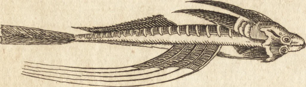 An illustration from A new and complete dictionary of arts and sciences : comprehending all the branches of useful knowledge, with accurate descriptions as well of the various machines, instruments, tools, figures, and schemes necessary for illustrating them, as of the classes, kinds, preparations, and uses of natural productions, whether animals, vegetables, minerals, fossils, or fluids : together with the kingdoms, provinces, cities, towns, and other remarkable places throughout the world : illustrated with above three hundred copper-plates, engraved by Mr. Jefferys, geographer to His Majesty : the whole extracted from the best authors in all languages, 1763, leaf 73
