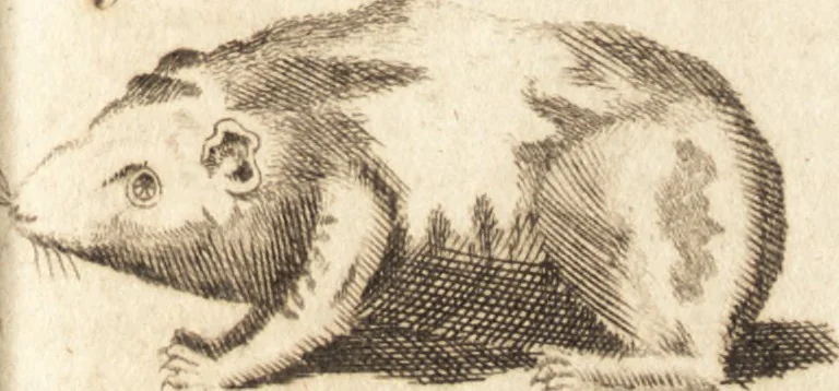 An illustration from A new and complete dictionary of arts and sciences : comprehending all the branches of useful knowledge, with accurate descriptions as well of the various machines, instruments, tools, figures, and schemes necessary for illustrating them, as of the classes, kinds, preparations, and uses of natural productions, whether animals, vegetables, minerals, fossils, or fluids : together with the kingdoms, provinces, cities, towns, and other remarkable places throughout the world : illustrated with above three hundred copper-plates, engraved by Mr. Jefferys, geographer to His Majesty : the whole extracted from the best authors in all languages, 1763, leaf 796