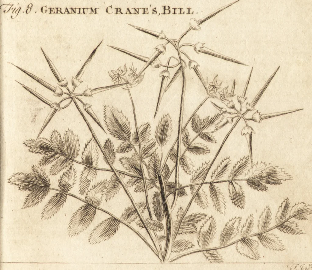 An illustration from A new and complete dictionary of arts and sciences : comprehending all the branches of useful knowledge, with accurate descriptions as well of the various machines, instruments, tools, figures, and schemes necessary for illustrating them, as of the classes, kinds, preparations, and uses of natural productions, whether animals, vegetables, minerals, fossils, or fluids : together with the kingdoms, provinces, cities, towns, and other remarkable places throughout the world : illustrated with above three hundred copper-plates, engraved by Mr. Jefferys, geographer to His Majesty : the whole extracted from the best authors in all languages, 1763, leaf 796