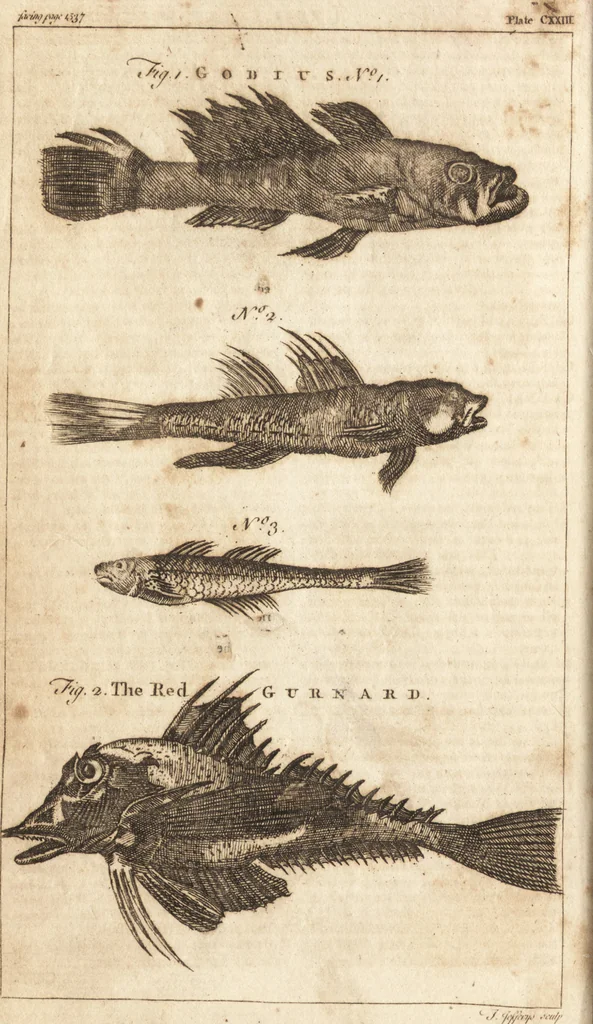 An illustration from A new and complete dictionary of arts and sciences : comprehending all the branches of useful knowledge, with accurate descriptions as well of the various machines, instruments, tools, figures, and schemes necessary for illustrating them, as of the classes, kinds, preparations, and uses of natural productions, whether animals, vegetables, minerals, fossils, or fluids : together with the kingdoms, provinces, cities, towns, and other remarkable places throughout the world : illustrated with above three hundred copper-plates, engraved by Mr. Jefferys, geographer to His Majesty : the whole extracted from the best authors in all languages, 1763, leaf 813