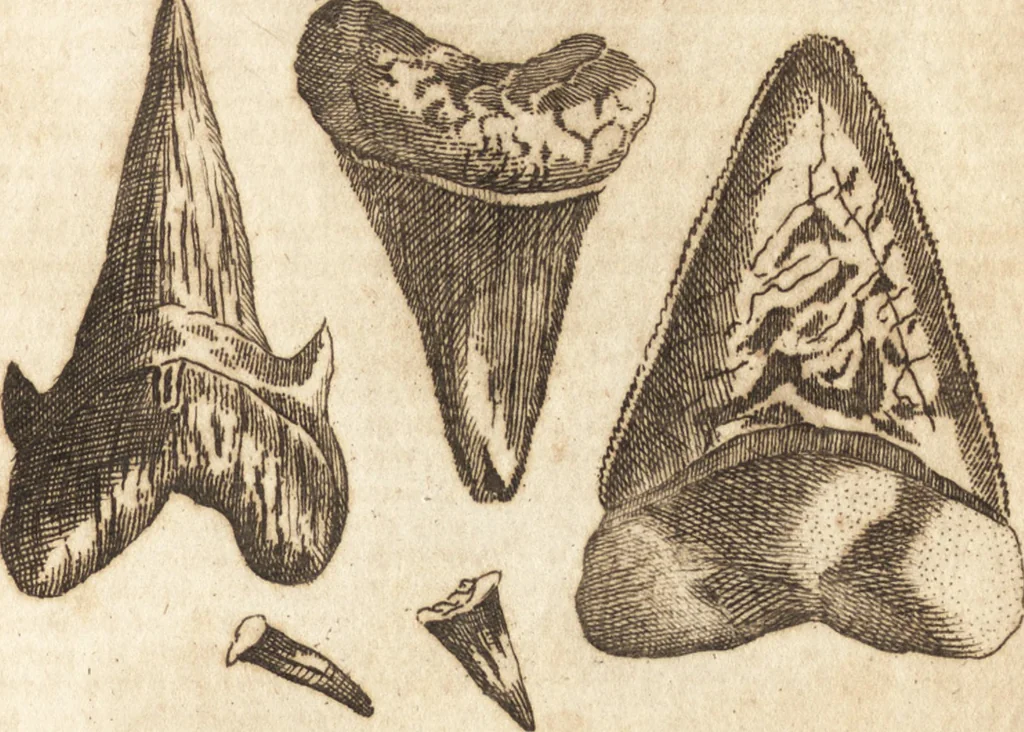 An illustration from A new and complete dictionary of arts and sciences : comprehending all the branches of useful knowledge, with accurate descriptions as well of the various machines, instruments, tools, figures, and schemes necessary for illustrating them, as of the classes, kinds, preparations, and uses of natural productions, whether animals, vegetables, minerals, fossils, or fluids : together with the kingdoms, provinces, cities, towns, and other remarkable places throughout the world : illustrated with above three hundred copper-plates, engraved by Mr. Jefferys, geographer to His Majesty : the whole extracted from the best authors in all languages, 1763, leaf 816
