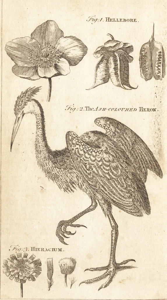 An illustration from A new and complete dictionary of arts and sciences : comprehending all the branches of useful knowledge, with accurate descriptions as well of the various machines, instruments, tools, figures, and schemes necessary for illustrating them, as of the classes, kinds, preparations, and uses of natural productions, whether animals, vegetables, minerals, fossils, or fluids : together with the kingdoms, provinces, cities, towns, and other remarkable places throughout the world : illustrated with above three hundred copper-plates, engraved by Mr. Jefferys, geographer to His Majesty : the whole extracted from the best authors in all languages, 1763, leaf 907
