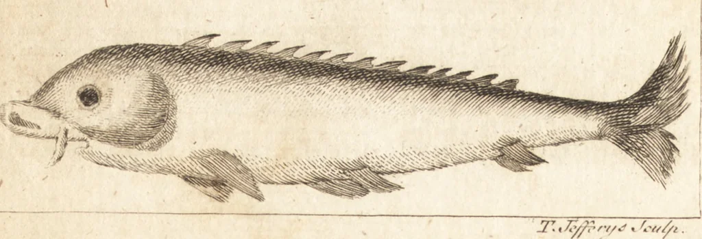 An illustration from A new and complete dictionary of arts and sciences : comprehending all the branches of useful knowledge, with accurate descriptions as well of the various machines, instruments, tools, figures, and schemes necessary for illustrating them, as of the classes, kinds, preparations, and uses of natural productions, whether animals, vegetables, minerals, fossils, or fluids : together with the kingdoms, provinces, cities, towns, and other remarkable places throughout the world : illustrated with above three hundred copper-plates, engraved by Mr. Jefferys, geographer to His Majesty : the whole extracted from the best authors in all languages, 1763, leaf 965