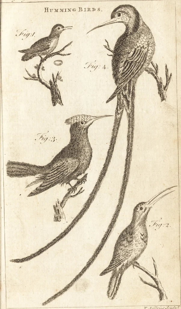 An illustration from A new and complete dictionary of arts and sciences : comprehending all the branches of useful knowledge, with accurate descriptions as well of the various machines, instruments, tools, figures, and schemes necessary for illustrating them, as of the classes, kinds, preparations, and uses of natural productions, whether animals, vegetables, minerals, fossils, or fluids : together with the kingdoms, provinces, cities, towns, and other remarkable places throughout the world : illustrated with above three hundred copper-plates, engraved by Mr. Jefferys, geographer to His Majesty : the whole extracted from the best authors in all languages, 1763, leaf 968