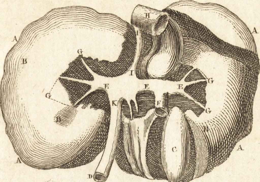 An illustration from A new and complete dictionary of arts and sciences : comprehending all the branches of useful knowledge, with accurate descriptions as well of the various machines, instruments, tools, figures, and schemes necessary for illustrating them, as of the classes, kinds, preparations, and uses of natural productions, whether animals, vegetables, minerals, fossils, or fluids : together with the kingdoms, provinces, cities, towns, and other remarkable places throughout the world : illustrated with above three hundred copper-plates, engraved by Mr. Jefferys, geographer to His Majesty : the whole extracted from the best authors in all languages, 1763, leaf 116