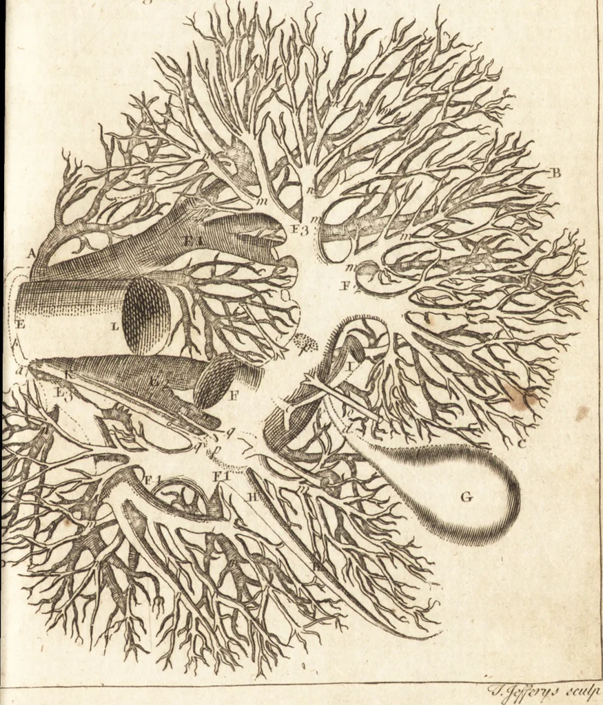 An illustration from A new and complete dictionary of arts and sciences : comprehending all the branches of useful knowledge, with accurate descriptions as well of the various machines, instruments, tools, figures, and schemes necessary for illustrating them, as of the classes, kinds, preparations, and uses of natural productions, whether animals, vegetables, minerals, fossils, or fluids : together with the kingdoms, provinces, cities, towns, and other remarkable places throughout the world : illustrated with above three hundred copper-plates, engraved by Mr. Jefferys, geographer to His Majesty : the whole extracted from the best authors in all languages, 1763, leaf 116