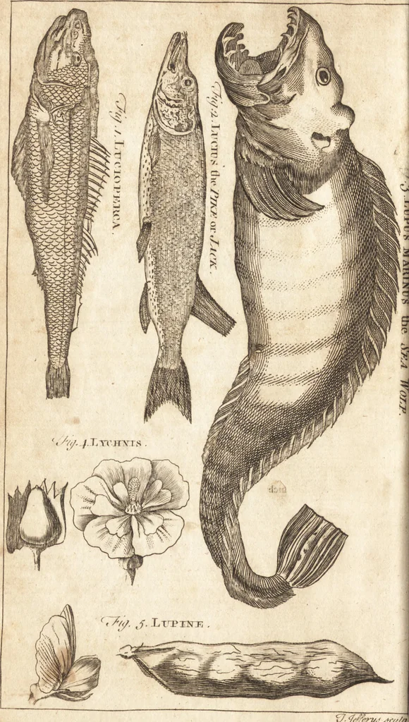 An illustration from A new and complete dictionary of arts and sciences : comprehending all the branches of useful knowledge, with accurate descriptions as well of the various machines, instruments, tools, figures, and schemes necessary for illustrating them, as of the classes, kinds, preparations, and uses of natural productions, whether animals, vegetables, minerals, fossils, or fluids : together with the kingdoms, provinces, cities, towns, and other remarkable places throughout the world : illustrated with above three hundred copper-plates, engraved by Mr. Jefferys, geographer to His Majesty : the whole extracted from the best authors in all languages, 1763, leaf 149