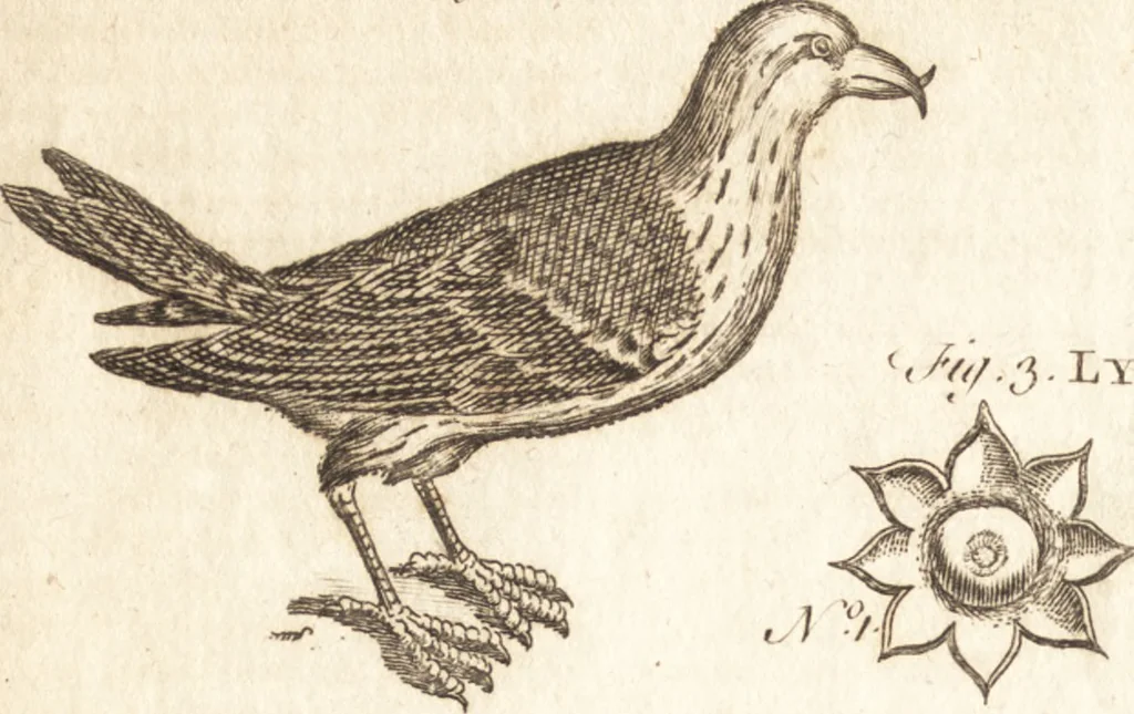 An illustration from A new and complete dictionary of arts and sciences : comprehending all the branches of useful knowledge, with accurate descriptions as well of the various machines, instruments, tools, figures, and schemes necessary for illustrating them, as of the classes, kinds, preparations, and uses of natural productions, whether animals, vegetables, minerals, fossils, or fluids : together with the kingdoms, provinces, cities, towns, and other remarkable places throughout the world : illustrated with above three hundred copper-plates, engraved by Mr. Jefferys, geographer to His Majesty : the whole extracted from the best authors in all languages, 1763, leaf 155