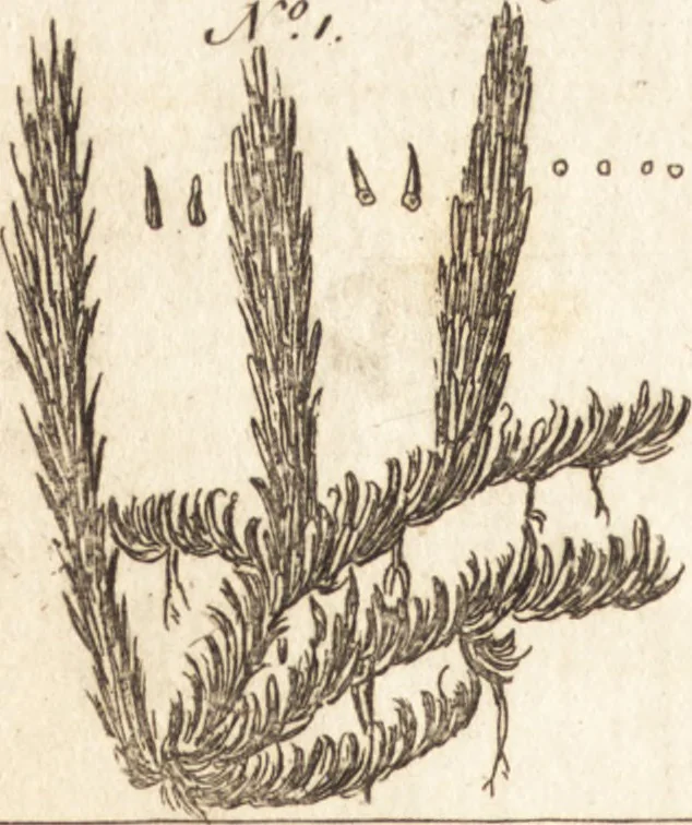 An illustration from A new and complete dictionary of arts and sciences : comprehending all the branches of useful knowledge, with accurate descriptions as well of the various machines, instruments, tools, figures, and schemes necessary for illustrating them, as of the classes, kinds, preparations, and uses of natural productions, whether animals, vegetables, minerals, fossils, or fluids : together with the kingdoms, provinces, cities, towns, and other remarkable places throughout the world : illustrated with above three hundred copper-plates, engraved by Mr. Jefferys, geographer to His Majesty : the whole extracted from the best authors in all languages, 1763, leaf 155