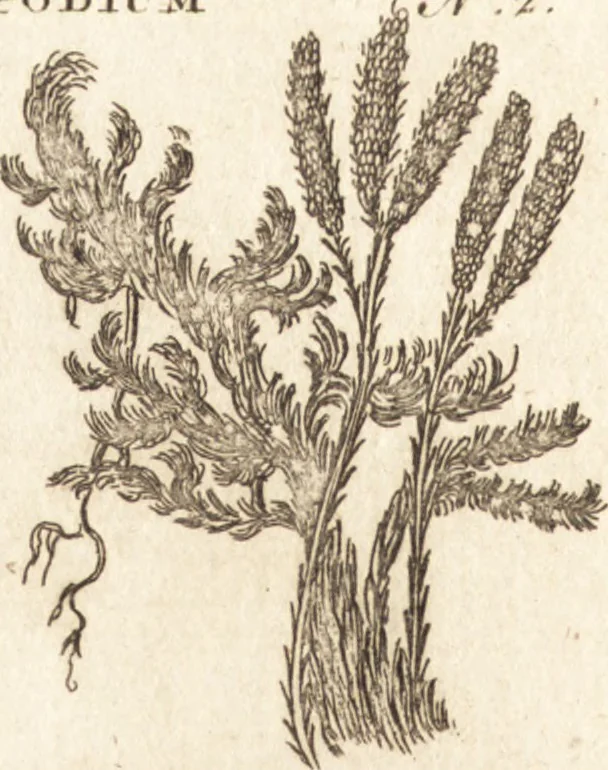An illustration from A new and complete dictionary of arts and sciences : comprehending all the branches of useful knowledge, with accurate descriptions as well of the various machines, instruments, tools, figures, and schemes necessary for illustrating them, as of the classes, kinds, preparations, and uses of natural productions, whether animals, vegetables, minerals, fossils, or fluids : together with the kingdoms, provinces, cities, towns, and other remarkable places throughout the world : illustrated with above three hundred copper-plates, engraved by Mr. Jefferys, geographer to His Majesty : the whole extracted from the best authors in all languages, 1763, leaf 155