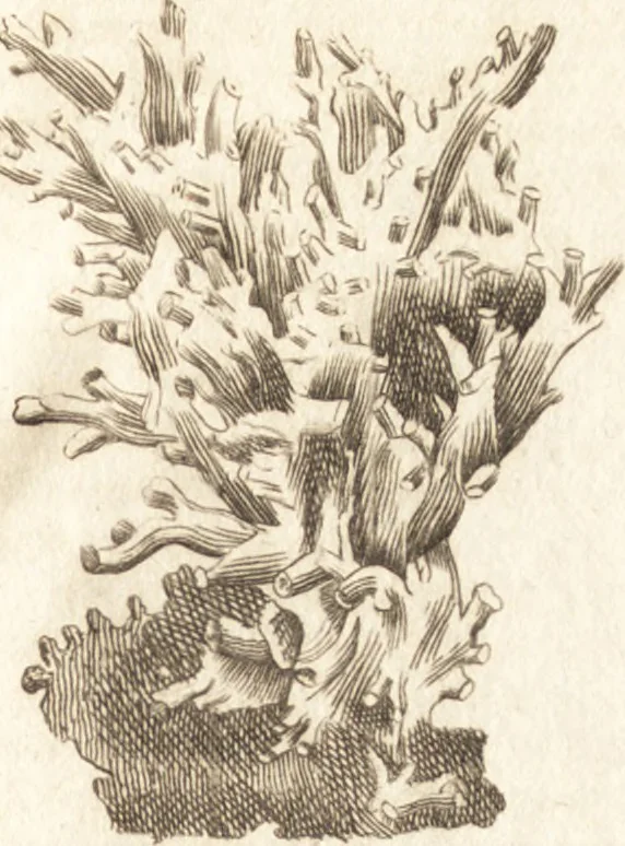 An illustration from A new and complete dictionary of arts and sciences : comprehending all the branches of useful knowledge, with accurate descriptions as well of the various machines, instruments, tools, figures, and schemes necessary for illustrating them, as of the classes, kinds, preparations, and uses of natural productions, whether animals, vegetables, minerals, fossils, or fluids : together with the kingdoms, provinces, cities, towns, and other remarkable places throughout the world : illustrated with above three hundred copper-plates, engraved by Mr. Jefferys, geographer to His Majesty : the whole extracted from the best authors in all languages, 1763, leaf 216