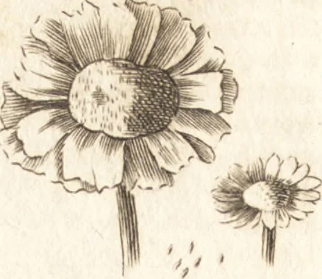An illustration from A new and complete dictionary of arts and sciences : comprehending all the branches of useful knowledge, with accurate descriptions as well of the various machines, instruments, tools, figures, and schemes necessary for illustrating them, as of the classes, kinds, preparations, and uses of natural productions, whether animals, vegetables, minerals, fossils, or fluids : together with the kingdoms, provinces, cities, towns, and other remarkable places throughout the world : illustrated with above three hundred copper-plates, engraved by Mr. Jefferys, geographer to His Majesty : the whole extracted from the best authors in all languages, 1763, leaf 267