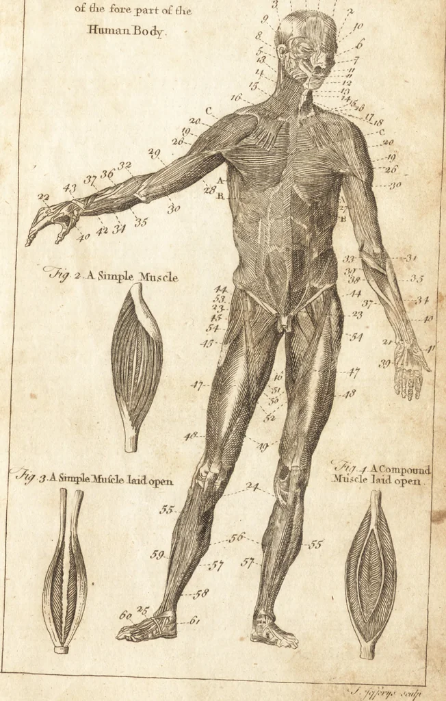 An illustration from A new and complete dictionary of arts and sciences : comprehending all the branches of useful knowledge, with accurate descriptions as well of the various machines, instruments, tools, figures, and schemes necessary for illustrating them, as of the classes, kinds, preparations, and uses of natural productions, whether animals, vegetables, minerals, fossils, or fluids : together with the kingdoms, provinces, cities, towns, and other remarkable places throughout the world : illustrated with above three hundred copper-plates, engraved by Mr. Jefferys, geographer to His Majesty : the whole extracted from the best authors in all languages, 1763, leaf 376