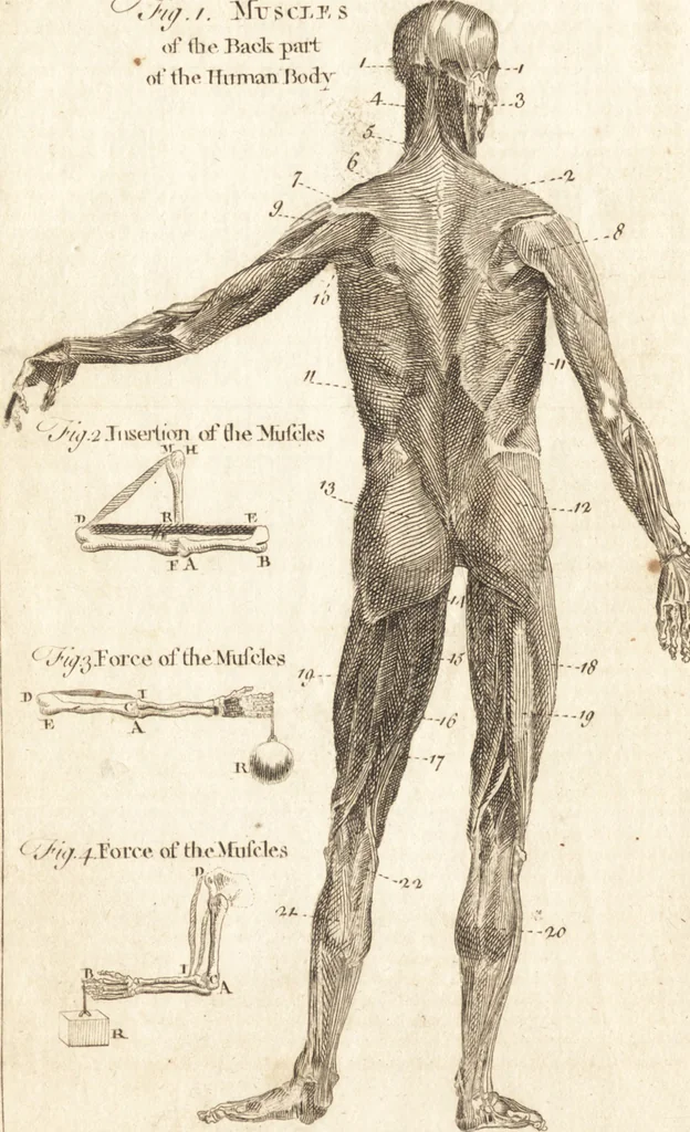 An illustration from A new and complete dictionary of arts and sciences : comprehending all the branches of useful knowledge, with accurate descriptions as well of the various machines, instruments, tools, figures, and schemes necessary for illustrating them, as of the classes, kinds, preparations, and uses of natural productions, whether animals, vegetables, minerals, fossils, or fluids : together with the kingdoms, provinces, cities, towns, and other remarkable places throughout the world : illustrated with above three hundred copper-plates, engraved by Mr. Jefferys, geographer to His Majesty : the whole extracted from the best authors in all languages, 1763, leaf 381