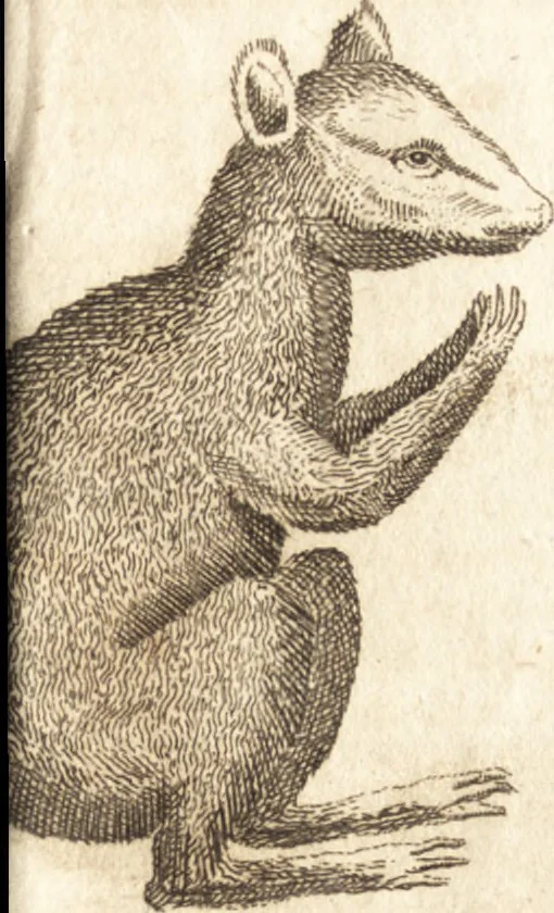 An illustration from A new and complete dictionary of arts and sciences : comprehending all the branches of useful knowledge, with accurate descriptions as well of the various machines, instruments, tools, figures, and schemes necessary for illustrating them, as of the classes, kinds, preparations, and uses of natural productions, whether animals, vegetables, minerals, fossils, or fluids : together with the kingdoms, provinces, cities, towns, and other remarkable places throughout the world : illustrated with above three hundred copper-plates, engraved by Mr. Jefferys, geographer to His Majesty : the whole extracted from the best authors in all languages, 1763, leaf 686