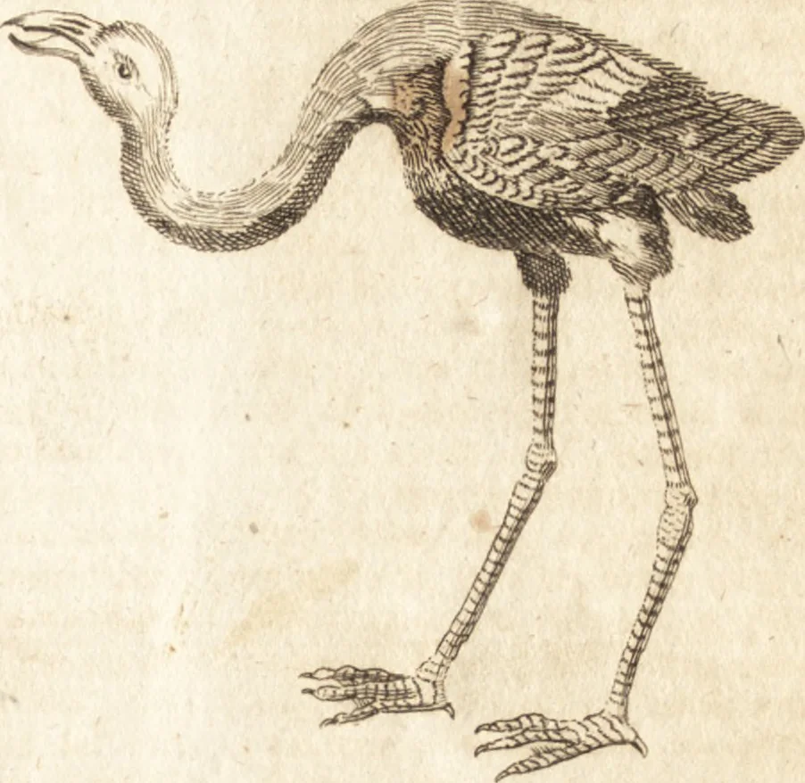 An illustration from A new and complete dictionary of arts and sciences : comprehending all the branches of useful knowledge, with accurate descriptions as well of the various machines, instruments, tools, figures, and schemes necessary for illustrating them, as of the classes, kinds, preparations, and uses of natural productions, whether animals, vegetables, minerals, fossils, or fluids : together with the kingdoms, provinces, cities, towns, and other remarkable places throughout the world : illustrated with above three hundred copper-plates, engraved by Mr. Jefferys, geographer to His Majesty : the whole extracted from the best authors in all languages, 1763, leaf 686