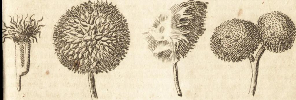 An illustration from A new and complete dictionary of arts and sciences : comprehending all the branches of useful knowledge, with accurate descriptions as well of the various machines, instruments, tools, figures, and schemes necessary for illustrating them, as of the classes, kinds, preparations, and uses of natural productions, whether animals, vegetables, minerals, fossils, or fluids : together with the kingdoms, provinces, cities, towns, and other remarkable places throughout the world : illustrated with above three hundred copper-plates, engraved by Mr. Jefferys, geographer to His Majesty : the whole extracted from the best authors in all languages, 1763, leaf 686