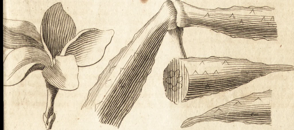 An illustration from A new and complete dictionary of arts and sciences : comprehending all the branches of useful knowledge, with accurate descriptions as well of the various machines, instruments, tools, figures, and schemes necessary for illustrating them, as of the classes, kinds, preparations, and uses of natural productions, whether animals, vegetables, minerals, fossils, or fluids : together with the kingdoms, provinces, cities, towns, and other remarkable places throughout the world : illustrated with above three hundred copper-plates, engraved by Mr. Jefferys, geographer to His Majesty : the whole extracted from the best authors in all languages, 1763, leaf 686