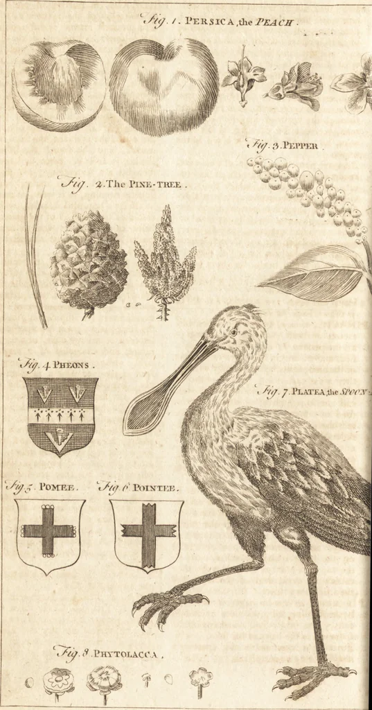 An illustration from A new and complete dictionary of arts and sciences : comprehending all the branches of useful knowledge, with accurate descriptions as well of the various machines, instruments, tools, figures, and schemes necessary for illustrating them, as of the classes, kinds, preparations, and uses of natural productions, whether animals, vegetables, minerals, fossils, or fluids : together with the kingdoms, provinces, cities, towns, and other remarkable places throughout the world : illustrated with above three hundred copper-plates, engraved by Mr. Jefferys, geographer to His Majesty : the whole extracted from the best authors in all languages, 1763, leaf 705