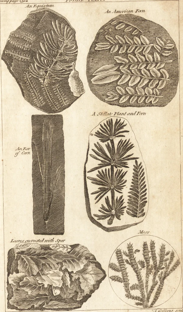 An illustration from A new and complete dictionary of arts and sciences : comprehending all the branches of useful knowledge, with accurate descriptions as well of the various machines, instruments, tools, figures, and schemes necessary for illustrating them, as of the classes, kinds, preparations, and uses of natural productions, whether animals, vegetables, minerals, fossils, or fluids : together with the kingdoms, provinces, cities, towns, and other remarkable places throughout the world : illustrated with above three hundred copper-plates, engraved by Mr. Jefferys, geographer to His Majesty : the whole extracted from the best authors in all languages, 1763, leaf 732