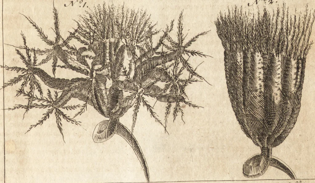 An illustration from A new and complete dictionary of arts and sciences : comprehending all the branches of useful knowledge, with accurate descriptions as well of the various machines, instruments, tools, figures, and schemes necessary for illustrating them, as of the classes, kinds, preparations, and uses of natural productions, whether animals, vegetables, minerals, fossils, or fluids : together with the kingdoms, provinces, cities, towns, and other remarkable places throughout the world : illustrated with above three hundred copper-plates, engraved by Mr. Jefferys, geographer to His Majesty : the whole extracted from the best authors in all languages, 1763, leaf 764