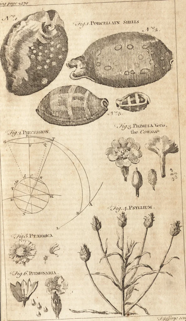 An illustration from A new and complete dictionary of arts and sciences : comprehending all the branches of useful knowledge, with accurate descriptions as well of the various machines, instruments, tools, figures, and schemes necessary for illustrating them, as of the classes, kinds, preparations, and uses of natural productions, whether animals, vegetables, minerals, fossils, or fluids : together with the kingdoms, provinces, cities, towns, and other remarkable places throughout the world : illustrated with above three hundred copper-plates, engraved by Mr. Jefferys, geographer to His Majesty : the whole extracted from the best authors in all languages, 1763, leaf 808