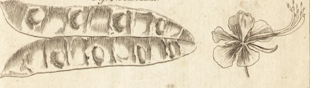 An illustration from A new and complete dictionary of arts and sciences : comprehending all the branches of useful knowledge, with accurate descriptions as well of the various machines, instruments, tools, figures, and schemes necessary for illustrating them, as of the classes, kinds, preparations, and uses of natural productions, whether animals, vegetables, minerals, fossils, or fluids : together with the kingdoms, provinces, cities, towns, and other remarkable places throughout the world : illustrated with above three hundred copper-plates, engraved by Mr. Jefferys, geographer to His Majesty : the whole extracted from the best authors in all languages, 1763, leaf 836