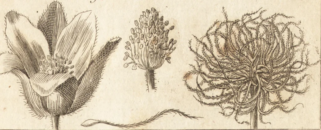 An illustration from A new and complete dictionary of arts and sciences : comprehending all the branches of useful knowledge, with accurate descriptions as well of the various machines, instruments, tools, figures, and schemes necessary for illustrating them, as of the classes, kinds, preparations, and uses of natural productions, whether animals, vegetables, minerals, fossils, or fluids : together with the kingdoms, provinces, cities, towns, and other remarkable places throughout the world : illustrated with above three hundred copper-plates, engraved by Mr. Jefferys, geographer to His Majesty : the whole extracted from the best authors in all languages, 1763, leaf 836