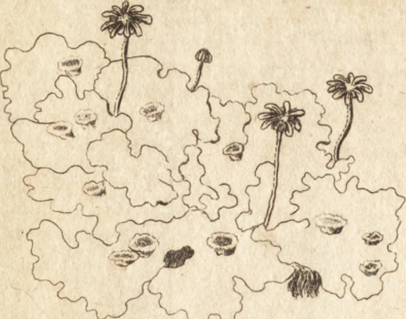 An illustration from A new and complete dictionary of arts and sciences : comprehending all the branches of useful knowledge, with accurate descriptions as well of the various machines, instruments, tools, figures, and schemes necessary for illustrating them, as of the classes, kinds, preparations, and uses of natural productions, whether animals, vegetables, minerals, fossils, or fluids : together with the kingdoms, provinces, cities, towns, and other remarkable places throughout the world : illustrated with above three hundred copper-plates, engraved by Mr. Jefferys, geographer to His Majesty : the whole extracted from the best authors in all languages, 1763, leaf 89