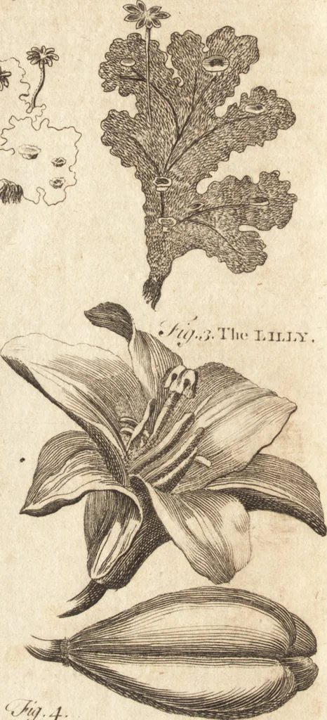 An illustration from A new and complete dictionary of arts and sciences : comprehending all the branches of useful knowledge, with accurate descriptions as well of the various machines, instruments, tools, figures, and schemes necessary for illustrating them, as of the classes, kinds, preparations, and uses of natural productions, whether animals, vegetables, minerals, fossils, or fluids : together with the kingdoms, provinces, cities, towns, and other remarkable places throughout the world : illustrated with above three hundred copper-plates, engraved by Mr. Jefferys, geographer to His Majesty : the whole extracted from the best authors in all languages, 1763, leaf 89