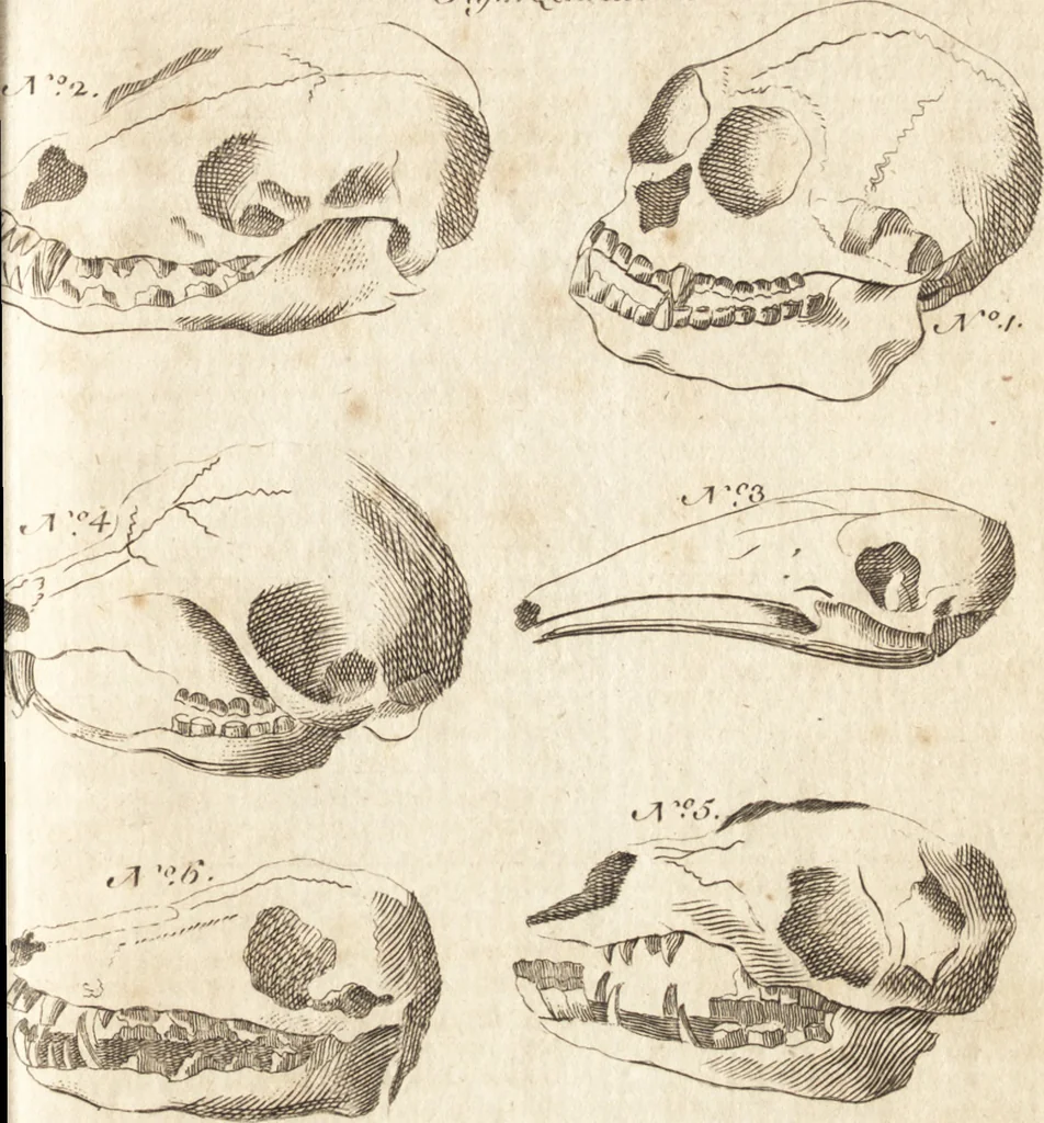 An illustration from A new and complete dictionary of arts and sciences : comprehending all the branches of useful knowledge, with accurate descriptions as well of the various machines, instruments, tools, figures, and schemes necessary for illustrating them, as of the classes, kinds, preparations, and uses of natural productions, whether animals, vegetables, minerals, fossils, or fluids : together with the kingdoms, provinces, cities, towns, and other remarkable places throughout the world : illustrated with above three hundred copper-plates, engraved by Mr. Jefferys, geographer to His Majesty : the whole extracted from the best authors in all languages, 1763, leaf 948
