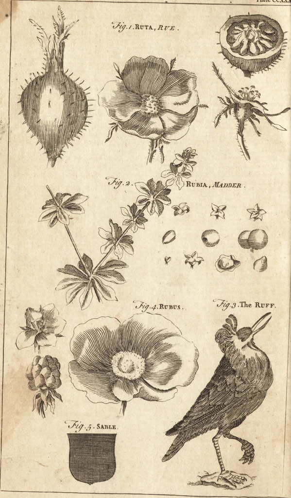 An illustration from A new and complete dictionary of arts and sciences : comprehending all the branches of useful knowledge, with accurate descriptions as well of the various machines, instruments, tools, figures, and schemes necessary for illustrating them, as of the classes, kinds, preparations, and uses of natural productions, whether animals, vegetables, minerals, fossils, or fluids : together with the kingdoms, provinces, cities, towns, and other remarkable places throughout the world : illustrated with above three hundred copper-plates, engraved by Mr. Jefferys, geographer to His Majesty : the whole extracted from the best authors in all languages, 1763, leaf 153