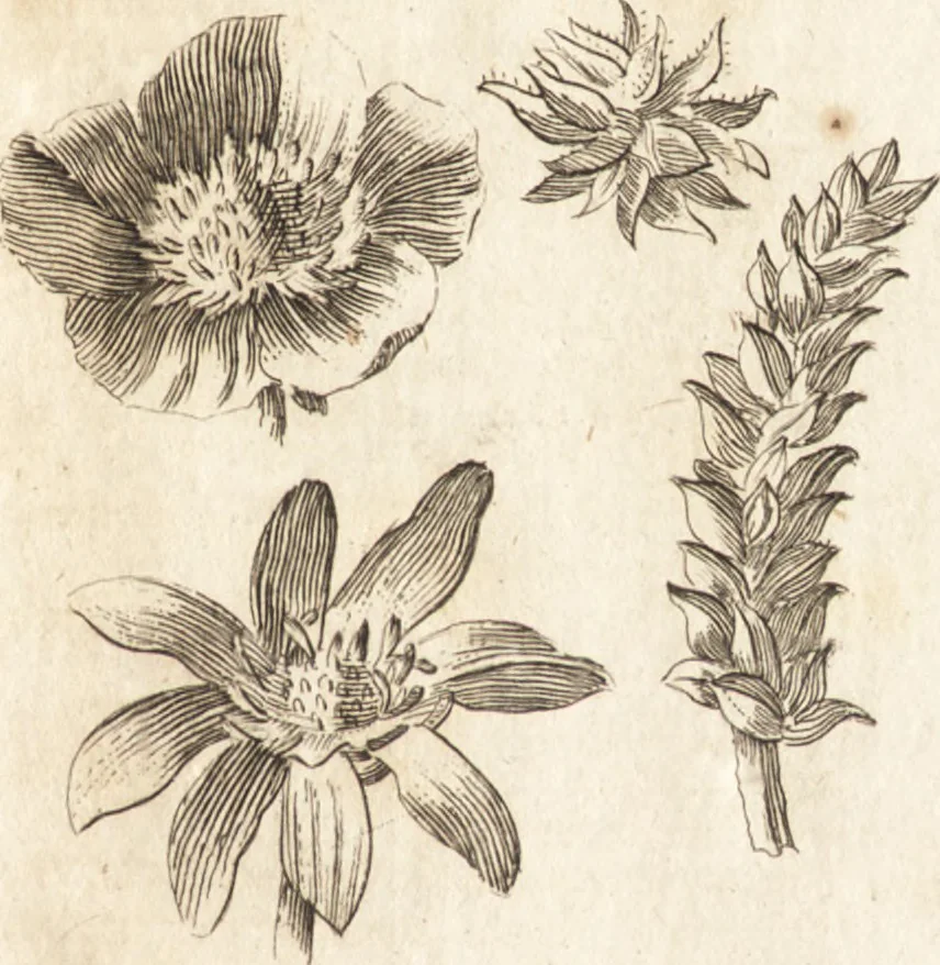 An illustration from A new and complete dictionary of arts and sciences : comprehending all the branches of useful knowledge, with accurate descriptions as well of the various machines, instruments, tools, figures, and schemes necessary for illustrating them, as of the classes, kinds, preparations, and uses of natural productions, whether animals, vegetables, minerals, fossils, or fluids : together with the kingdoms, provinces, cities, towns, and other remarkable places throughout the world : illustrated with above three hundred copper-plates, engraved by Mr. Jefferys, geographer to His Majesty : the whole extracted from the best authors in all languages, 1763, leaf 20