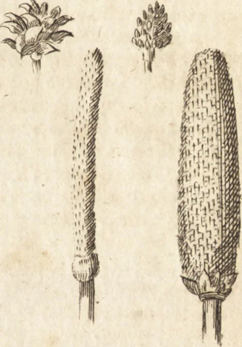 An illustration from A new and complete dictionary of arts and sciences : comprehending all the branches of useful knowledge, with accurate descriptions as well of the various machines, instruments, tools, figures, and schemes necessary for illustrating them, as of the classes, kinds, preparations, and uses of natural productions, whether animals, vegetables, minerals, fossils, or fluids : together with the kingdoms, provinces, cities, towns, and other remarkable places throughout the world : illustrated with above three hundred copper-plates, engraved by Mr. Jefferys, geographer to His Majesty : the whole extracted from the best authors in all languages, 1763, leaf 20