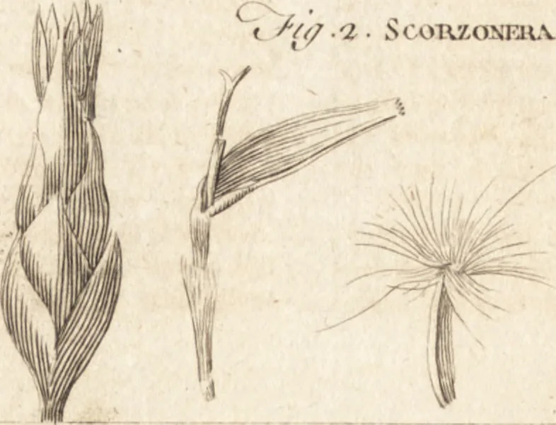 An illustration from A new and complete dictionary of arts and sciences : comprehending all the branches of useful knowledge, with accurate descriptions as well of the various machines, instruments, tools, figures, and schemes necessary for illustrating them, as of the classes, kinds, preparations, and uses of natural productions, whether animals, vegetables, minerals, fossils, or fluids : together with the kingdoms, provinces, cities, towns, and other remarkable places throughout the world : illustrated with above three hundred copper-plates, engraved by Mr. Jefferys, geographer to His Majesty : the whole extracted from the best authors in all languages, 1763, leaf 233