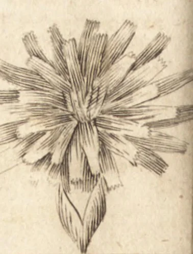 An illustration from A new and complete dictionary of arts and sciences : comprehending all the branches of useful knowledge, with accurate descriptions as well of the various machines, instruments, tools, figures, and schemes necessary for illustrating them, as of the classes, kinds, preparations, and uses of natural productions, whether animals, vegetables, minerals, fossils, or fluids : together with the kingdoms, provinces, cities, towns, and other remarkable places throughout the world : illustrated with above three hundred copper-plates, engraved by Mr. Jefferys, geographer to His Majesty : the whole extracted from the best authors in all languages, 1763, leaf 233