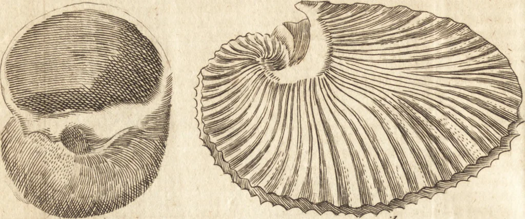 An illustration from A new and complete dictionary of arts and sciences : comprehending all the branches of useful knowledge, with accurate descriptions as well of the various machines, instruments, tools, figures, and schemes necessary for illustrating them, as of the classes, kinds, preparations, and uses of natural productions, whether animals, vegetables, minerals, fossils, or fluids : together with the kingdoms, provinces, cities, towns, and other remarkable places throughout the world : illustrated with above three hundred copper-plates, engraved by Mr. Jefferys, geographer to His Majesty : the whole extracted from the best authors in all languages, 1763, leaf 293