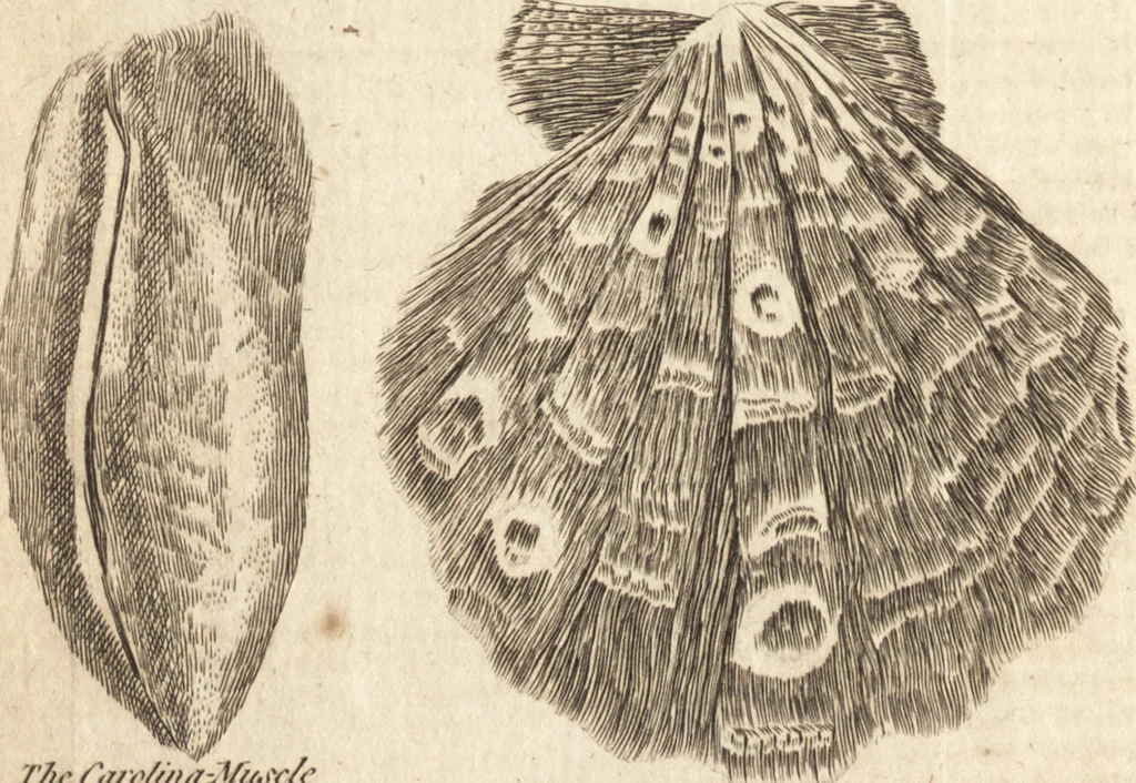 An illustration from A new and complete dictionary of arts and sciences : comprehending all the branches of useful knowledge, with accurate descriptions as well of the various machines, instruments, tools, figures, and schemes necessary for illustrating them, as of the classes, kinds, preparations, and uses of natural productions, whether animals, vegetables, minerals, fossils, or fluids : together with the kingdoms, provinces, cities, towns, and other remarkable places throughout the world : illustrated with above three hundred copper-plates, engraved by Mr. Jefferys, geographer to His Majesty : the whole extracted from the best authors in all languages, 1763, leaf 293