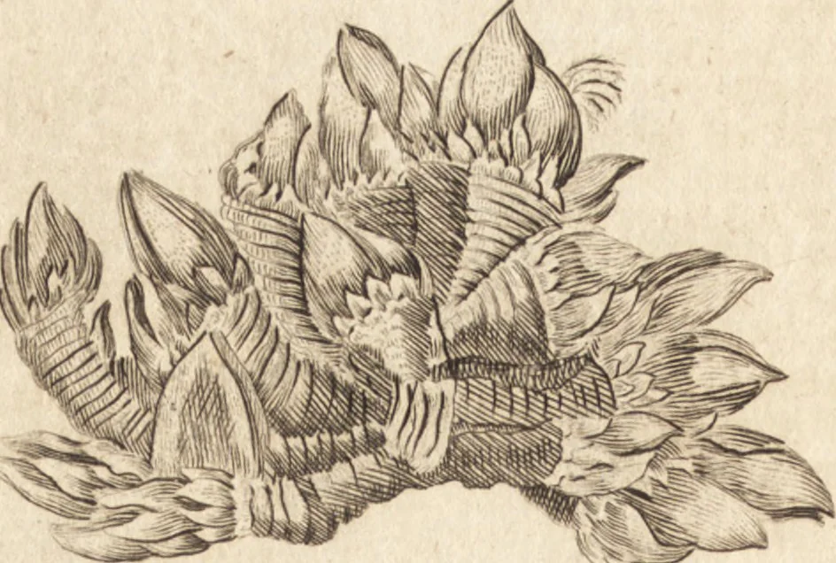 An illustration from A new and complete dictionary of arts and sciences : comprehending all the branches of useful knowledge, with accurate descriptions as well of the various machines, instruments, tools, figures, and schemes necessary for illustrating them, as of the classes, kinds, preparations, and uses of natural productions, whether animals, vegetables, minerals, fossils, or fluids : together with the kingdoms, provinces, cities, towns, and other remarkable places throughout the world : illustrated with above three hundred copper-plates, engraved by Mr. Jefferys, geographer to His Majesty : the whole extracted from the best authors in all languages, 1763, leaf 293