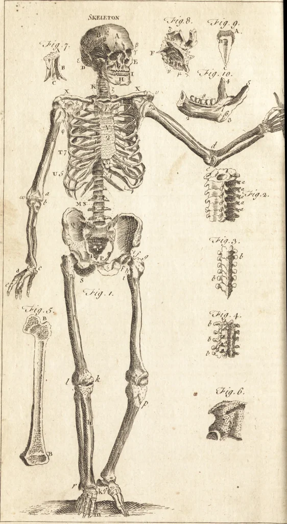 An illustration from A new and complete dictionary of arts and sciences : comprehending all the branches of useful knowledge, with accurate descriptions as well of the various machines, instruments, tools, figures, and schemes necessary for illustrating them, as of the classes, kinds, preparations, and uses of natural productions, whether animals, vegetables, minerals, fossils, or fluids : together with the kingdoms, provinces, cities, towns, and other remarkable places throughout the world : illustrated with above three hundred copper-plates, engraved by Mr. Jefferys, geographer to His Majesty : the whole extracted from the best authors in all languages, 1763, leaf 331