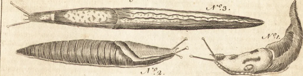 An illustration from A new and complete dictionary of arts and sciences : comprehending all the branches of useful knowledge, with accurate descriptions as well of the various machines, instruments, tools, figures, and schemes necessary for illustrating them, as of the classes, kinds, preparations, and uses of natural productions, whether animals, vegetables, minerals, fossils, or fluids : together with the kingdoms, provinces, cities, towns, and other remarkable places throughout the world : illustrated with above three hundred copper-plates, engraved by Mr. Jefferys, geographer to His Majesty : the whole extracted from the best authors in all languages, 1763, leaf 354