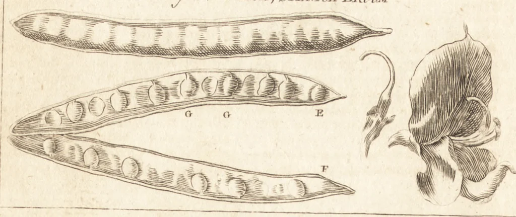 An illustration from A new and complete dictionary of arts and sciences : comprehending all the branches of useful knowledge, with accurate descriptions as well of the various machines, instruments, tools, figures, and schemes necessary for illustrating them, as of the classes, kinds, preparations, and uses of natural productions, whether animals, vegetables, minerals, fossils, or fluids : together with the kingdoms, provinces, cities, towns, and other remarkable places throughout the world : illustrated with above three hundred copper-plates, engraved by Mr. Jefferys, geographer to His Majesty : the whole extracted from the best authors in all languages, 1763, leaf 379