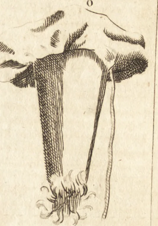 An illustration from A new and complete dictionary of arts and sciences : comprehending all the branches of useful knowledge, with accurate descriptions as well of the various machines, instruments, tools, figures, and schemes necessary for illustrating them, as of the classes, kinds, preparations, and uses of natural productions, whether animals, vegetables, minerals, fossils, or fluids : together with the kingdoms, provinces, cities, towns, and other remarkable places throughout the world : illustrated with above three hundred copper-plates, engraved by Mr. Jefferys, geographer to His Majesty : the whole extracted from the best authors in all languages, 1763, leaf 580
