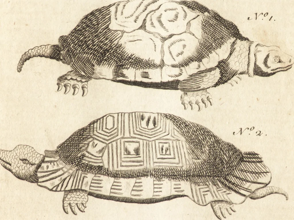 An illustration from A new and complete dictionary of arts and sciences : comprehending all the branches of useful knowledge, with accurate descriptions as well of the various machines, instruments, tools, figures, and schemes necessary for illustrating them, as of the classes, kinds, preparations, and uses of natural productions, whether animals, vegetables, minerals, fossils, or fluids : together with the kingdoms, provinces, cities, towns, and other remarkable places throughout the world : illustrated with above three hundred copper-plates, engraved by Mr. Jefferys, geographer to His Majesty : the whole extracted from the best authors in all languages, 1763, leaf 580