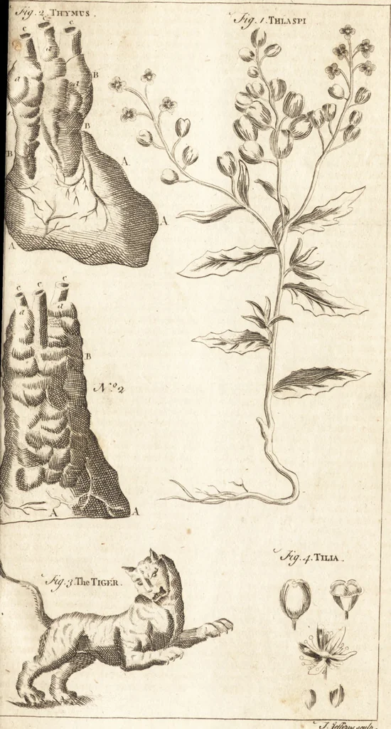An illustration from A new and complete dictionary of arts and sciences : comprehending all the branches of useful knowledge, with accurate descriptions as well of the various machines, instruments, tools, figures, and schemes necessary for illustrating them, as of the classes, kinds, preparations, and uses of natural productions, whether animals, vegetables, minerals, fossils, or fluids : together with the kingdoms, provinces, cities, towns, and other remarkable places throughout the world : illustrated with above three hundred copper-plates, engraved by Mr. Jefferys, geographer to His Majesty : the whole extracted from the best authors in all languages, 1763, leaf 610