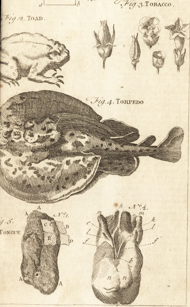 An illustration from A new and complete dictionary of arts and sciences : comprehending all the branches of useful knowledge, with accurate descriptions as well of the various machines, instruments, tools, figures, and schemes necessary for illustrating them, as of the classes, kinds, preparations, and uses of natural productions, whether animals, vegetables, minerals, fossils, or fluids : together with the kingdoms, provinces, cities, towns, and other remarkable places throughout the world : illustrated with above three hundred copper-plates, engraved by Mr. Jefferys, geographer to His Majesty : the whole extracted from the best authors in all languages, 1763, leaf 622